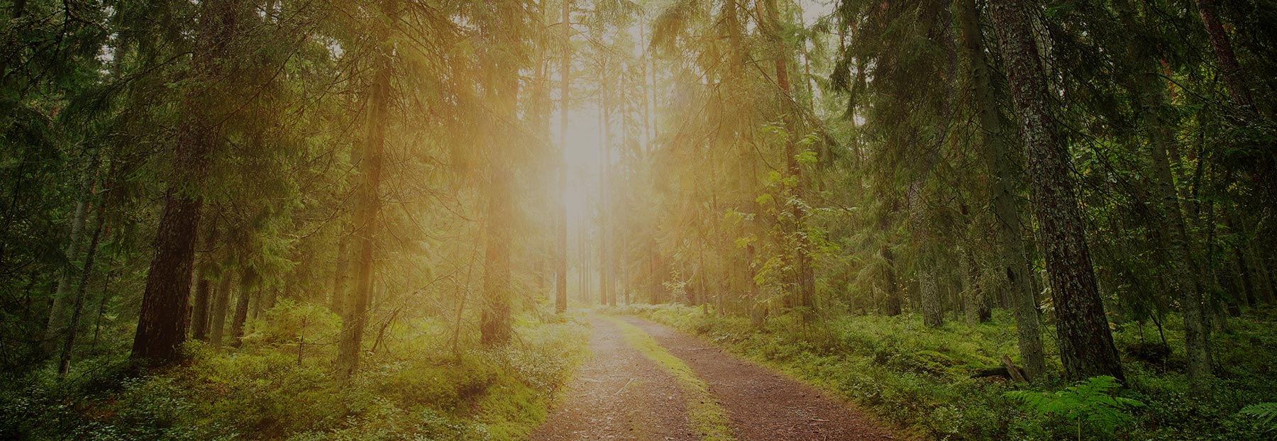 View of forest path and sunlight